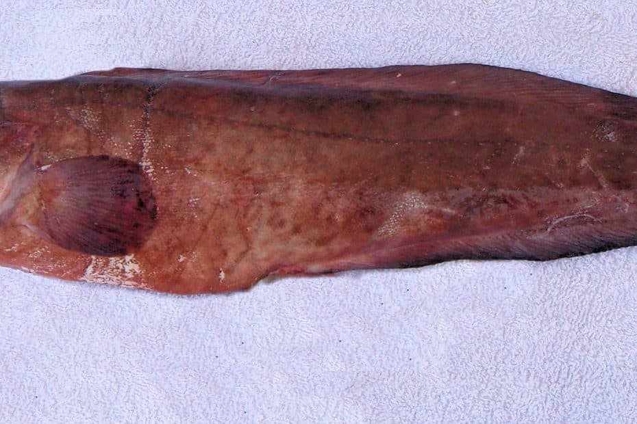 Brótula de barbas