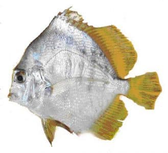 Catemo africano
