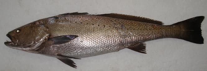 Corvina