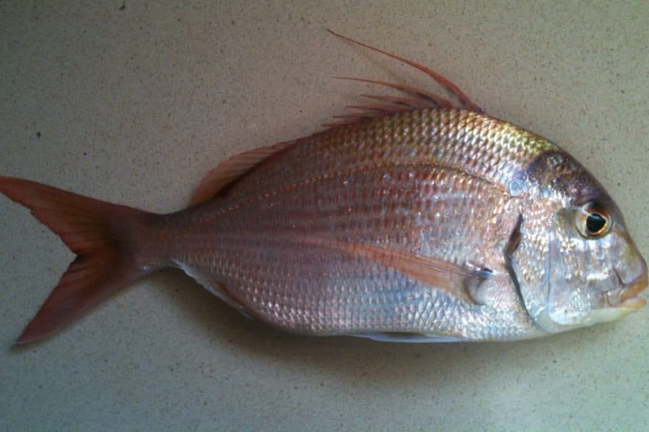 hurta (Zapata)