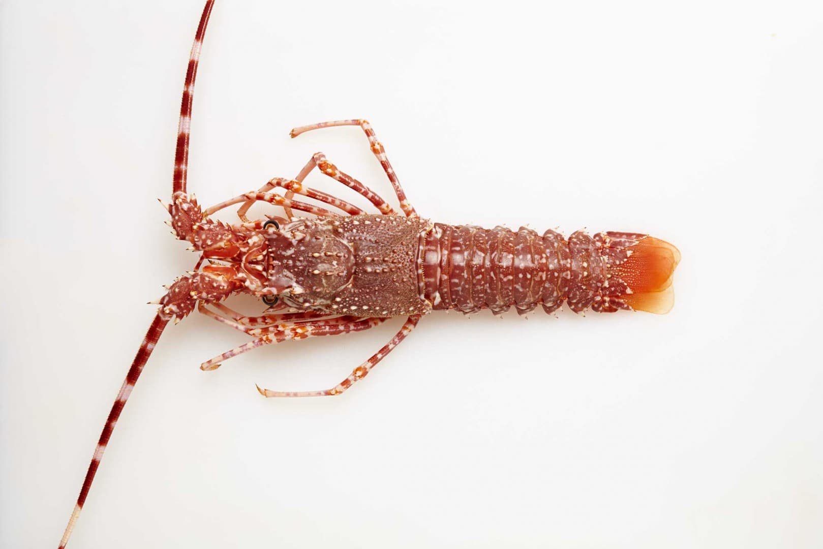 Langosta mora