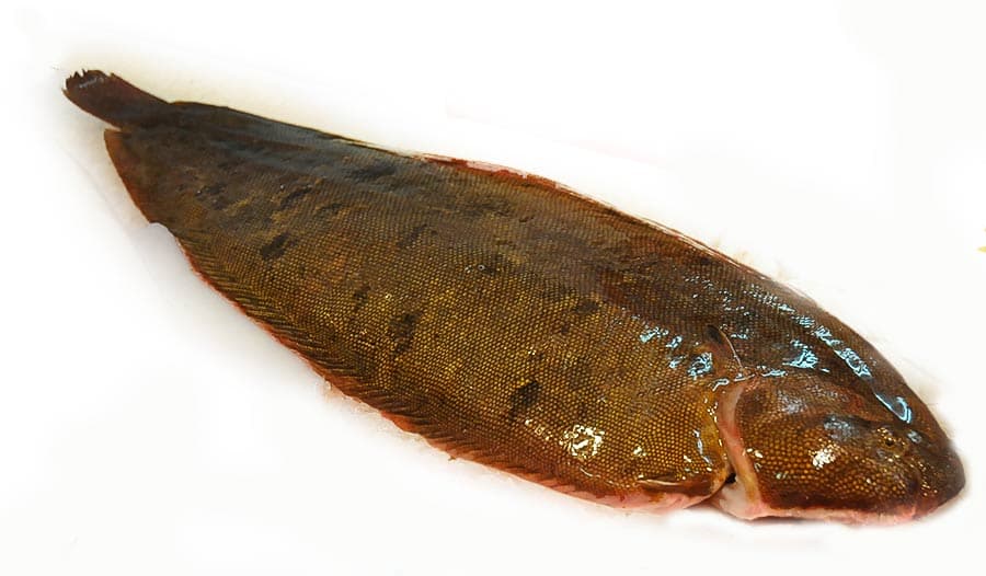 Lenguado de Guinea