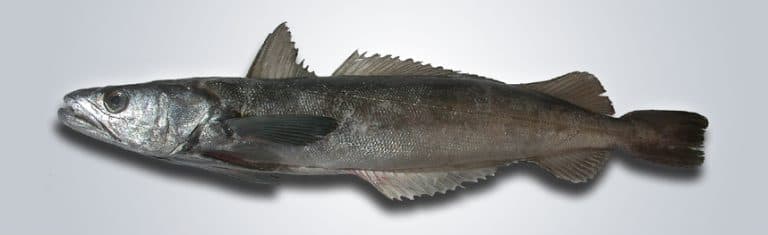 Merluza