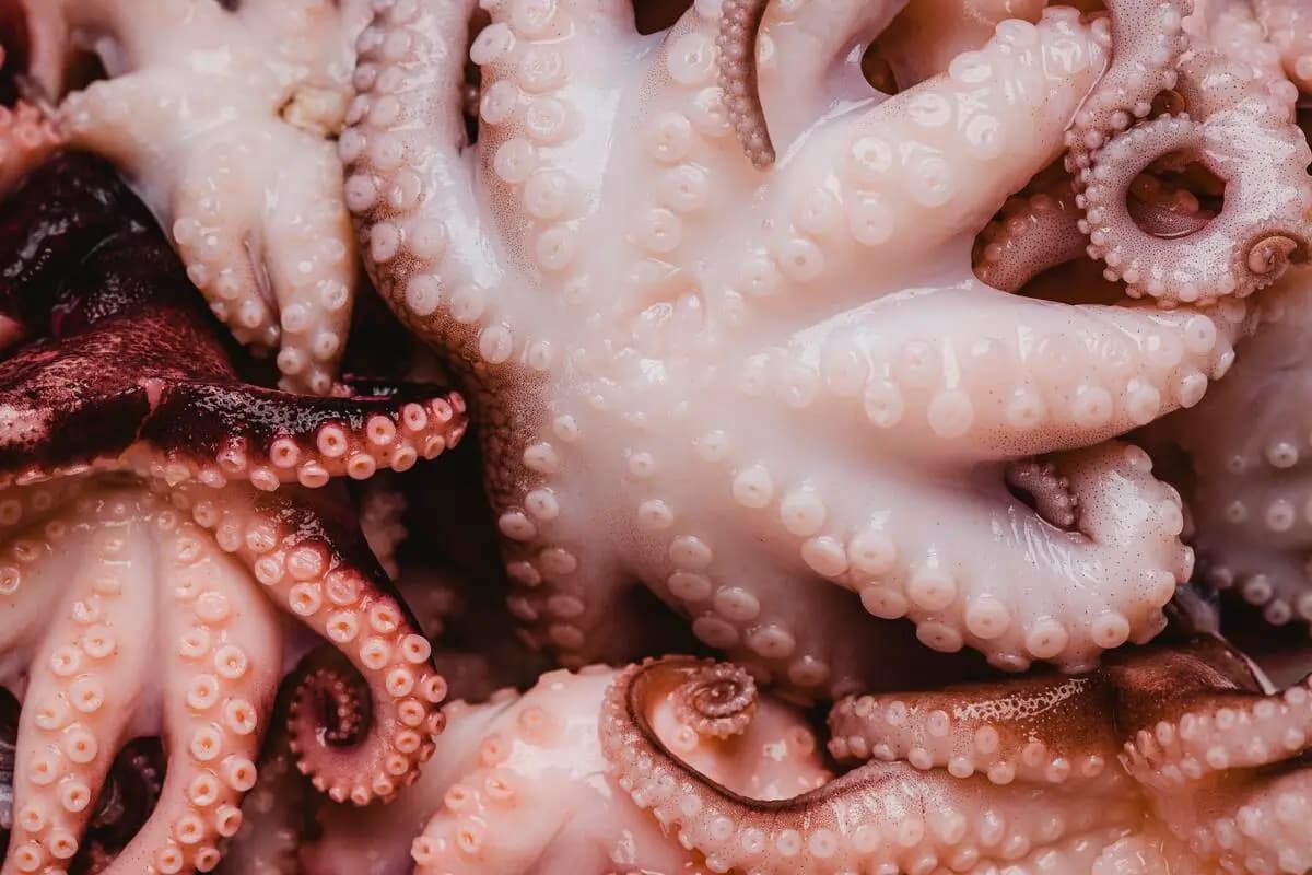 Pulpo
