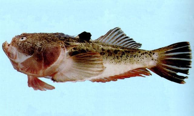 Rata