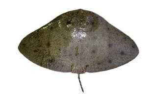 Raya mariposa