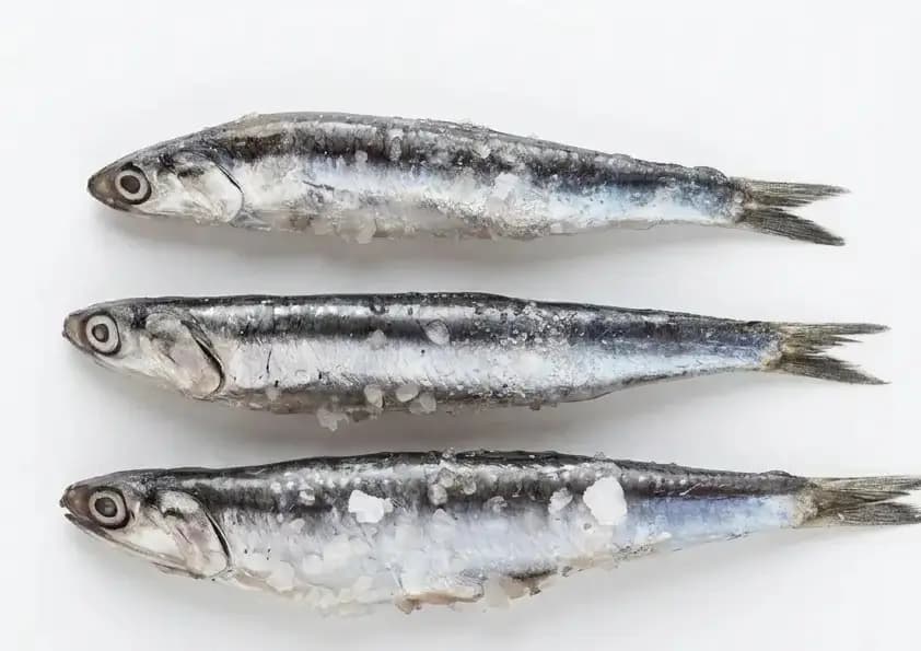 Sardinella