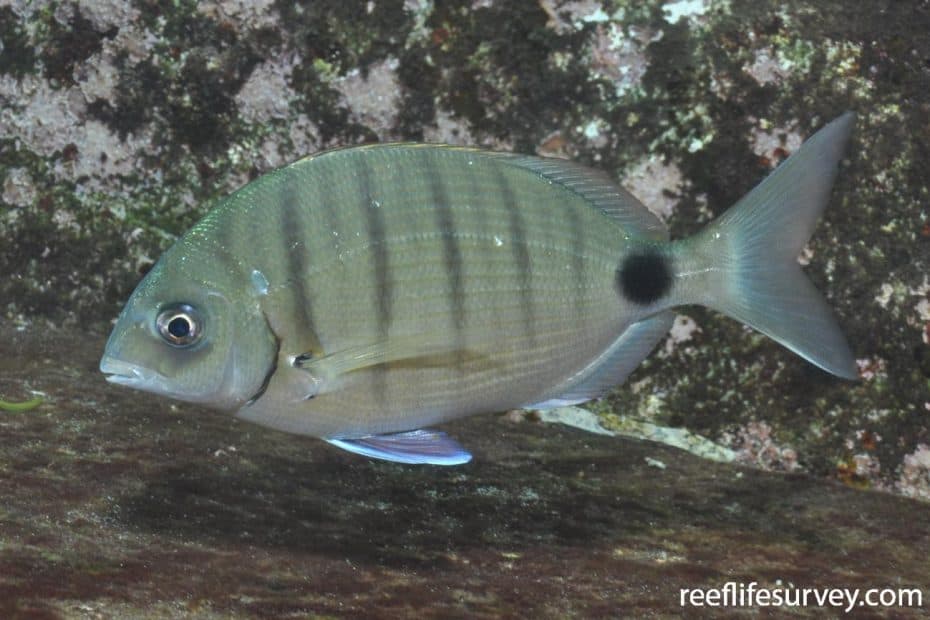 Sargo marroquí