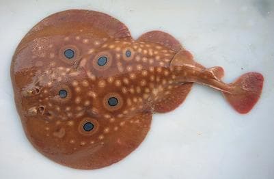 Tremolina