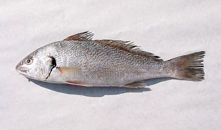 Verrugato de Canarias